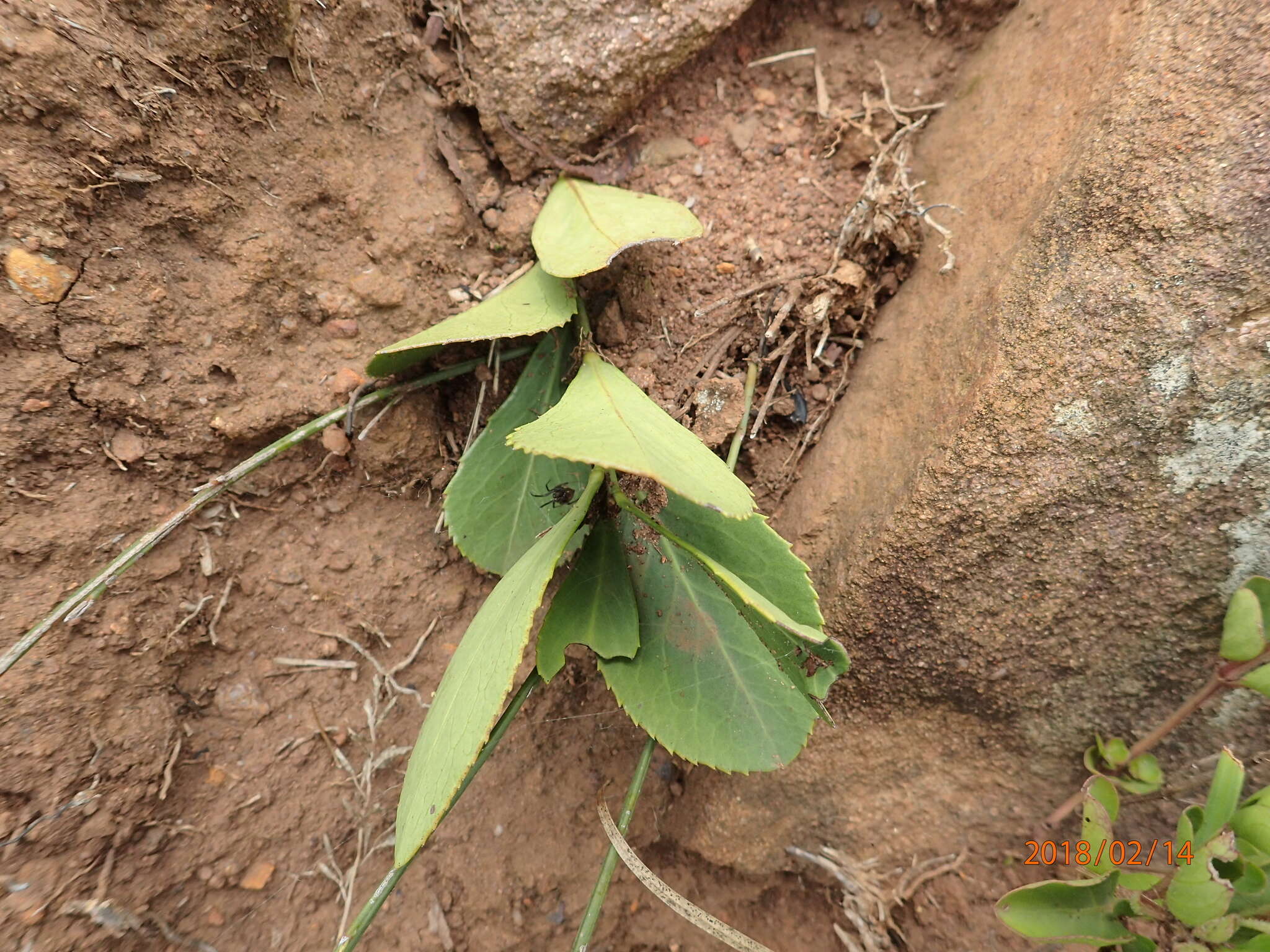 Image of Gymnosporia woodii Szyszyl.