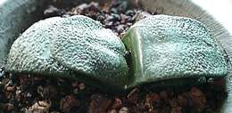 Image of Gasteria nitida var. armstrongii (Schönland) van Jaarsv.