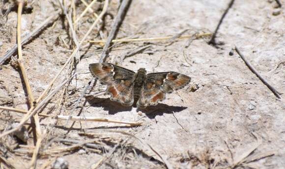 Image of Arizona Powdered-Skipper