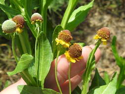 Plancia ëd Helenium microcephalum DC.