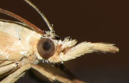 Image of Xanthocrambus caducellus Müller-Rutz 1909