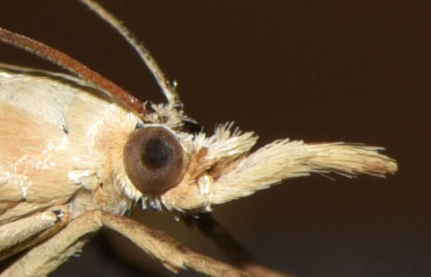 Image of Xanthocrambus caducellus Müller-Rutz 1909