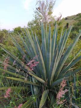 Agave americana var. oaxacensis Gentry resmi