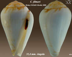 Image of Conus filmeri Rolán & Röckel 2000