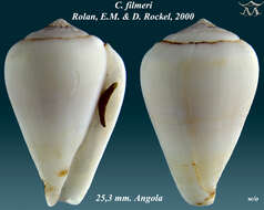 Image of Conus filmeri Rolán & Röckel 2000