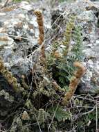 Imagem de Myriopteris scabra (C. Chr.) Grusz & Windham