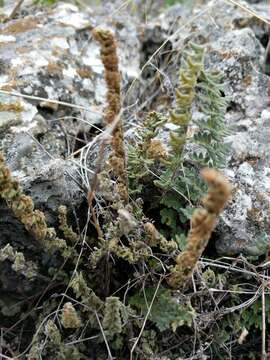 Imagem de Myriopteris scabra (C. Chr.) Grusz & Windham