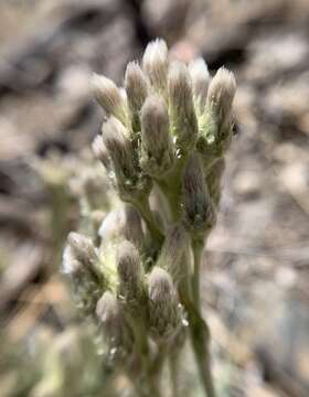 Imagem de Antennaria marginata Greene