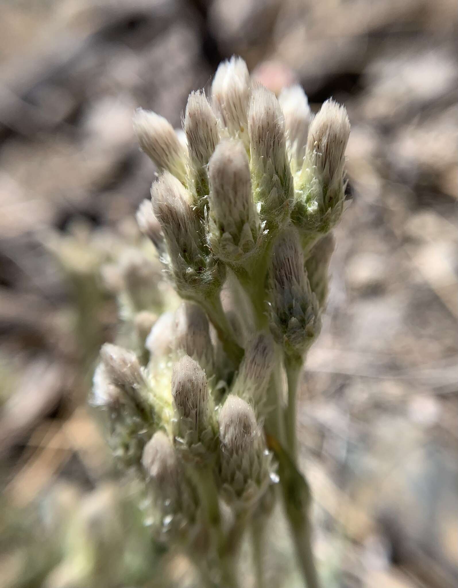 Imagem de Antennaria marginata Greene