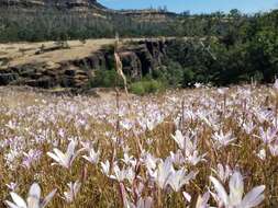 Sivun Brodiaea sierrae R. E. Preston kuva