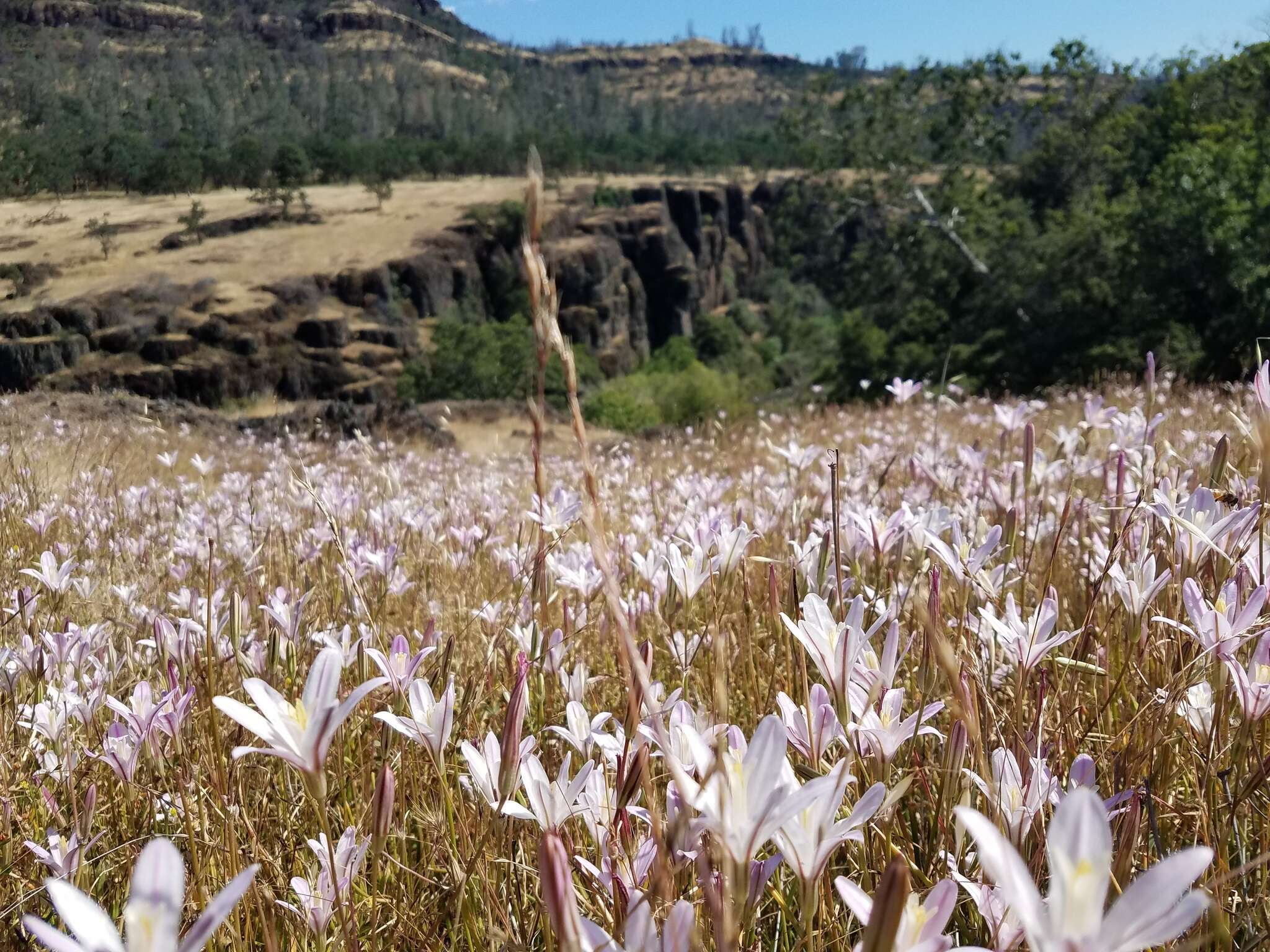 Image of Brodiaea sierrae R. E. Preston