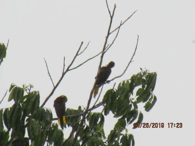 Image of Russet-backed Oropendola