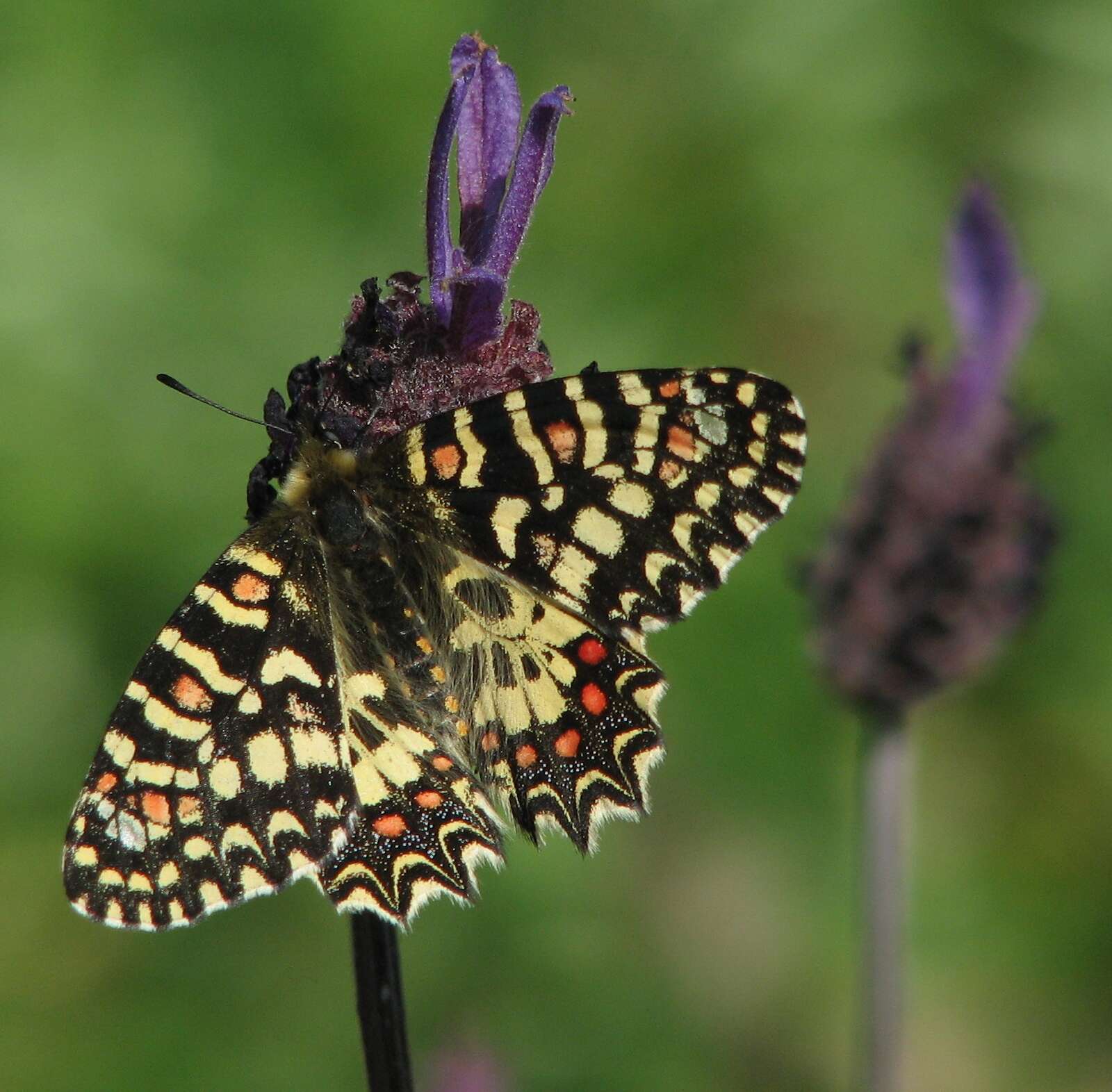 Image of Zerynthia rumina (Linnaeus 1758)