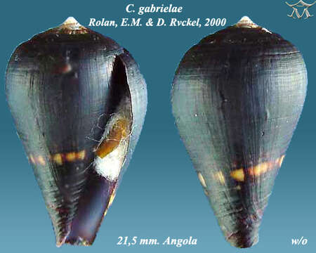 Image de Conus negroides Kaicher 1977