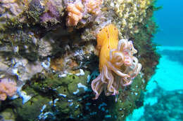 Image of Spinnaker anemone