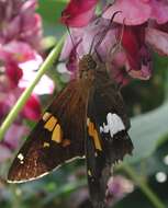 Image of Silver-spotted Skipper