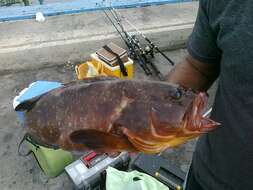 Image of Dusky Grouper