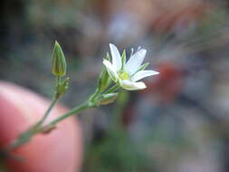 Imagem de Minuartia euxina M. V. Klokov