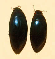 Image of Hydrophilus (Hydrophilus) bilineatus bilineatus (MacLeay & W. S. 1825)