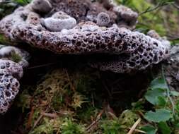 Image of Hydnellum cyanopodium K. A. Harrison 1964