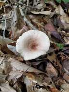 Imagem de Lactarius cinereus Peck 1872