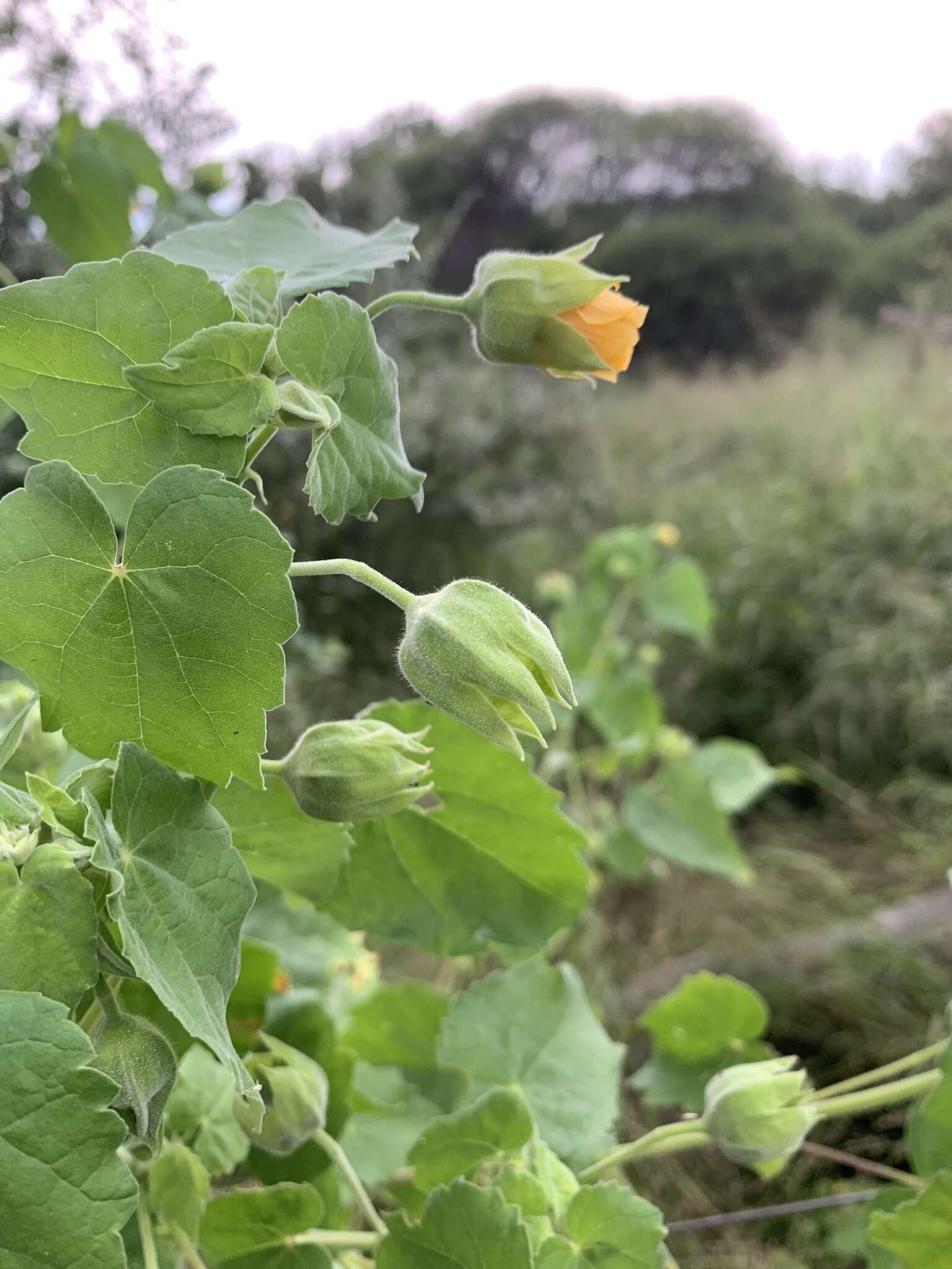 Image of Abutilon grandiflorum G. Don