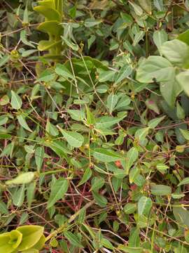 Microstachys corniculata (Vahl) A. Juss. ex Griseb. resmi