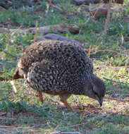 Image of Natal Francolin