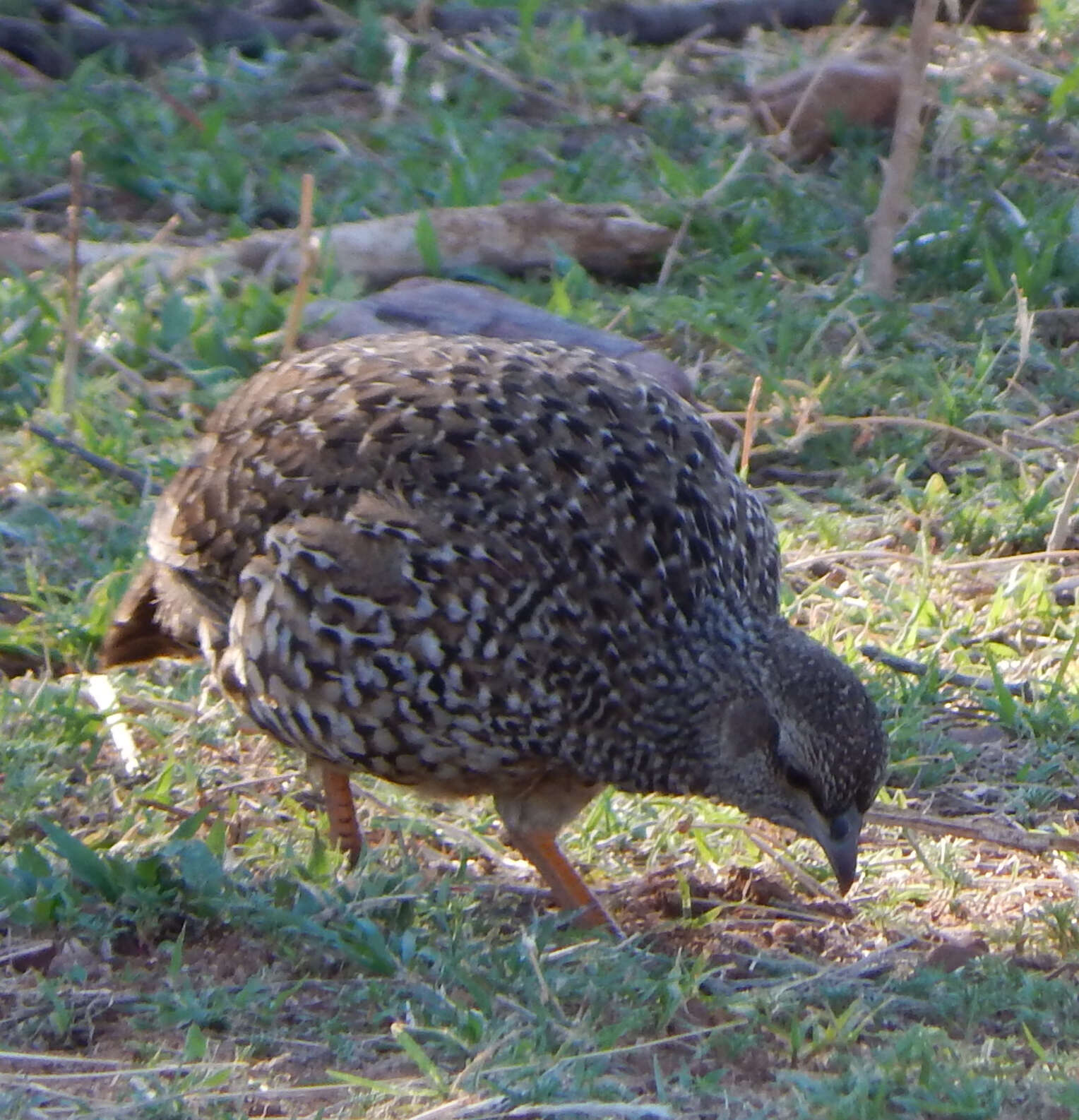 Image of Natal Francolin