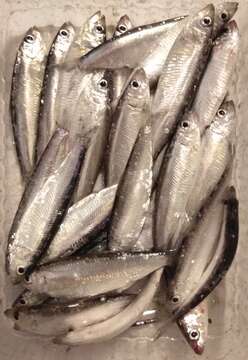 Image of Black and Caspian Sea sprat