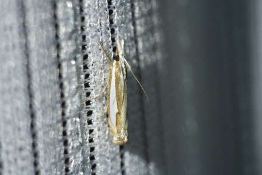 Image of Crambus pseudargyrophorus Okano 1960