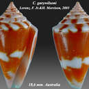 Image of Conus garywilsoni Lorenz & H. Morrison 2004