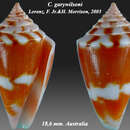 صورة Conus garywilsoni Lorenz & H. Morrison 2004