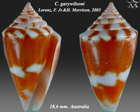 Image of Conus garywilsoni Lorenz & H. Morrison 2004
