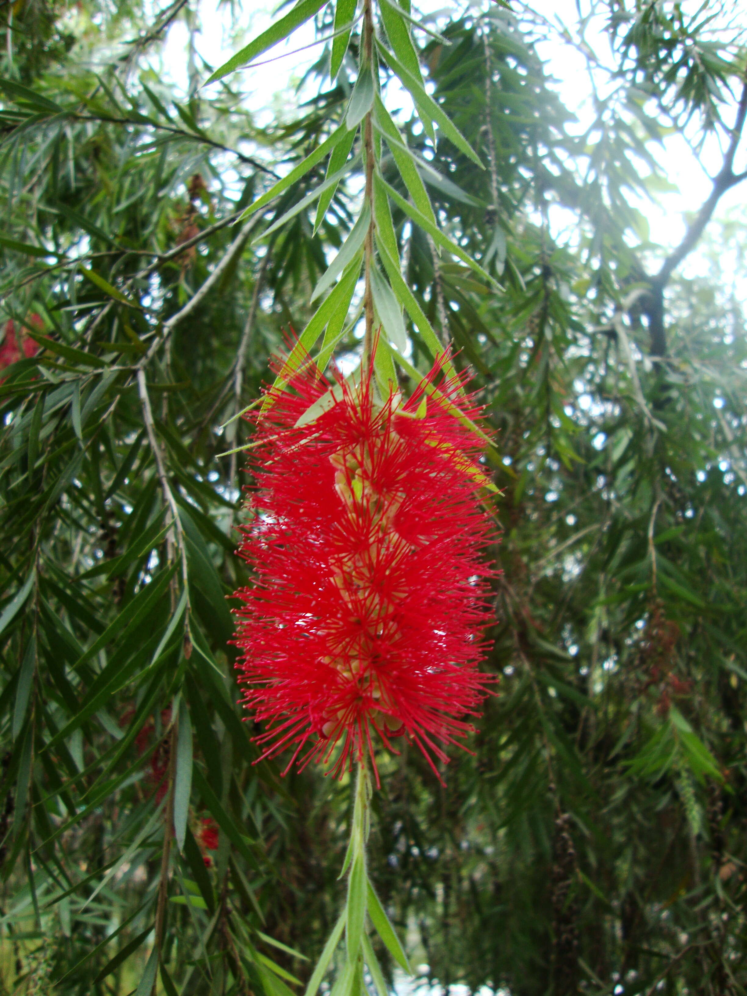 صورة Callistemon citrinus (Curtis) Skeels