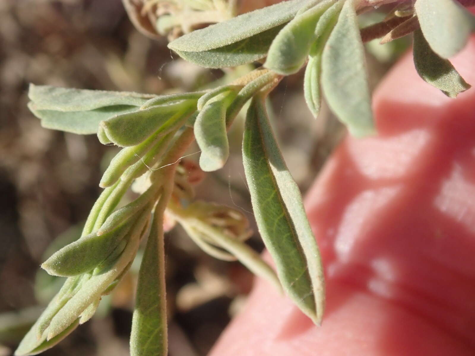 Image of Hermannia lavandulifolia L.