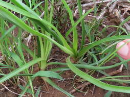 Image of Cyperus usitatus Burch.