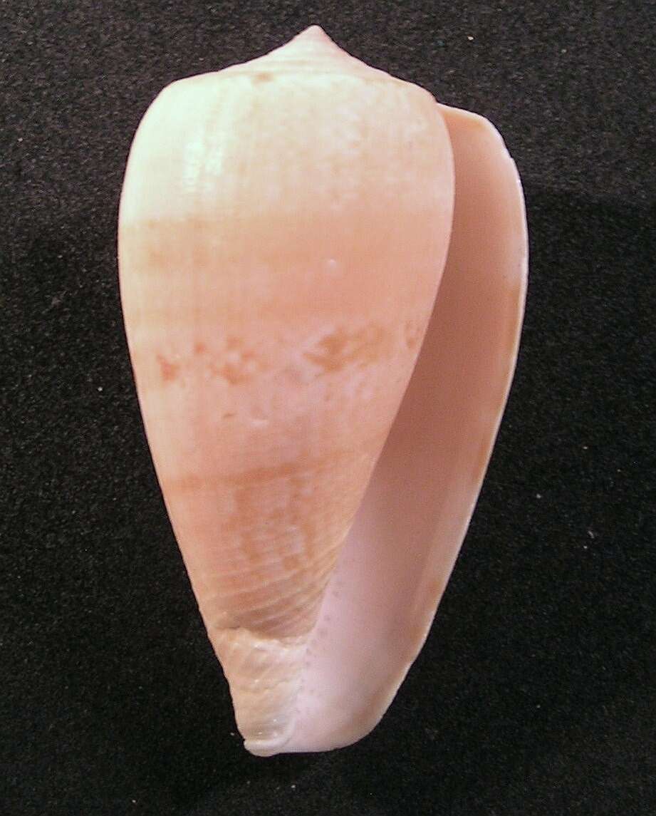 Image of Anemone Cone