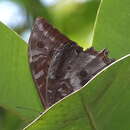 Image of Morpho theseus Deyrolle 1860