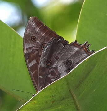 Image of Stub-tailed Morpho