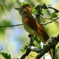 Image of Casiornis Des Murs 1856