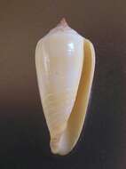 Imagem de Conus ochroleucus Gmelin 1791