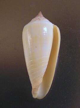 Image of Conus ochroleucus Gmelin 1791