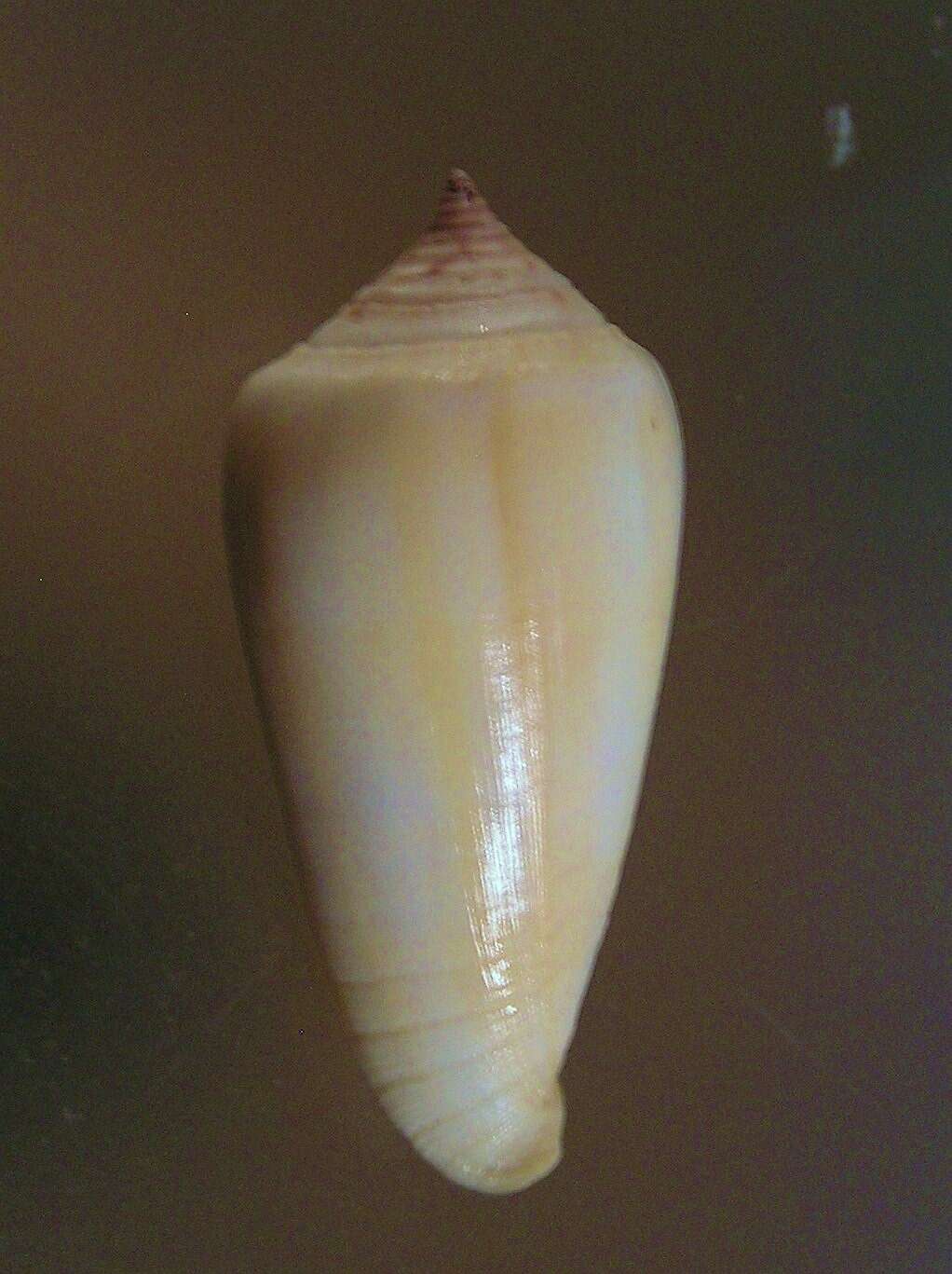 Imagem de Conus ochroleucus Gmelin 1791