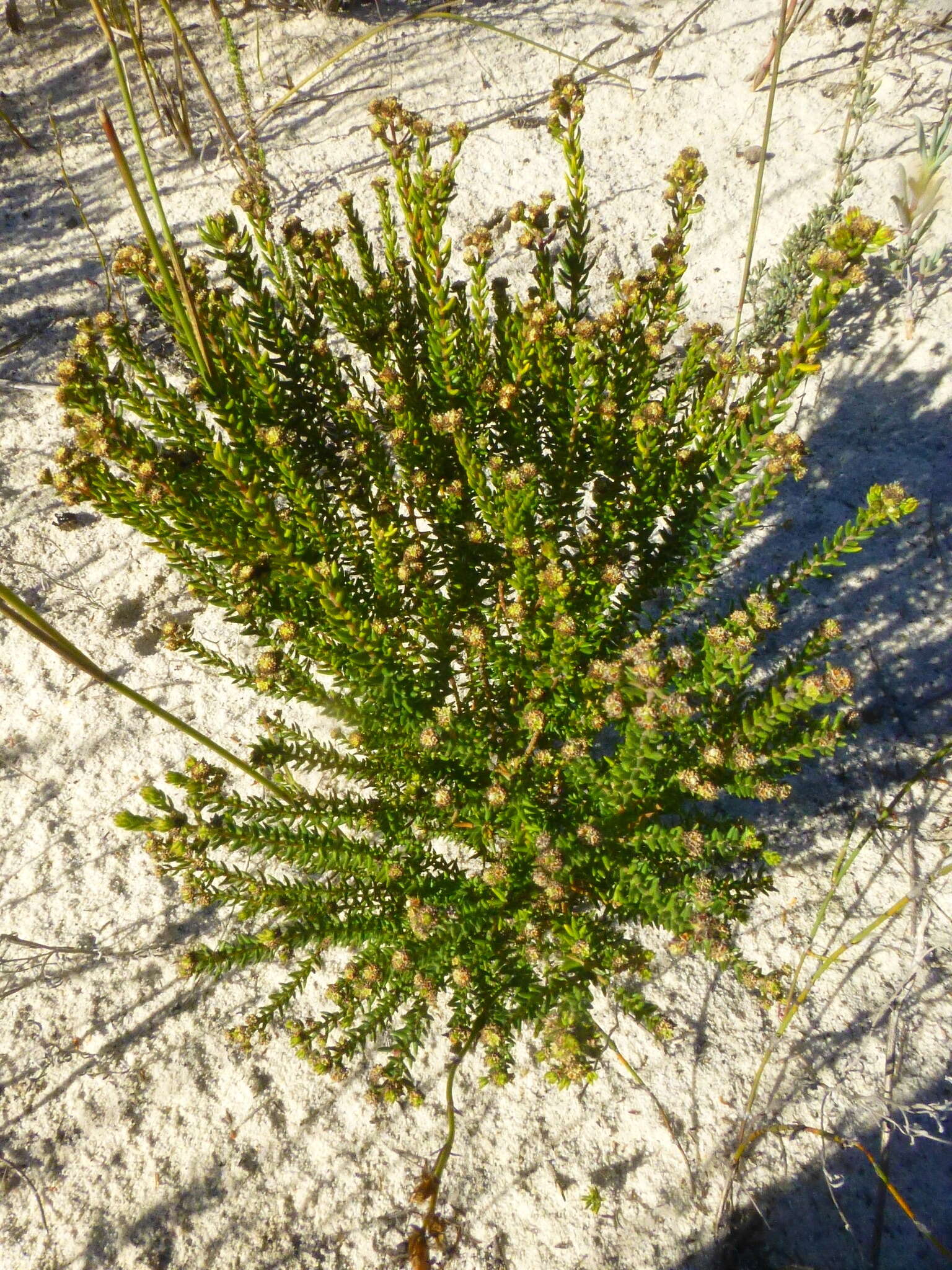 Image of Phylica parviflora Berg.