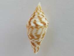 Image de Conus praecellens A. Adams 1854