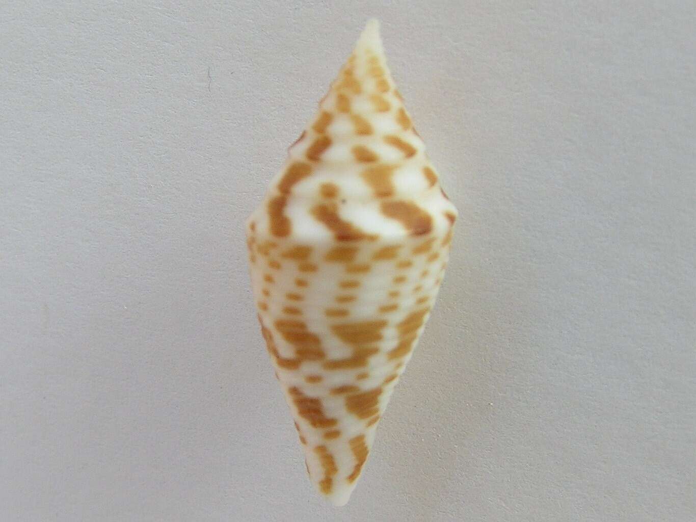 Image de Conus praecellens A. Adams 1854