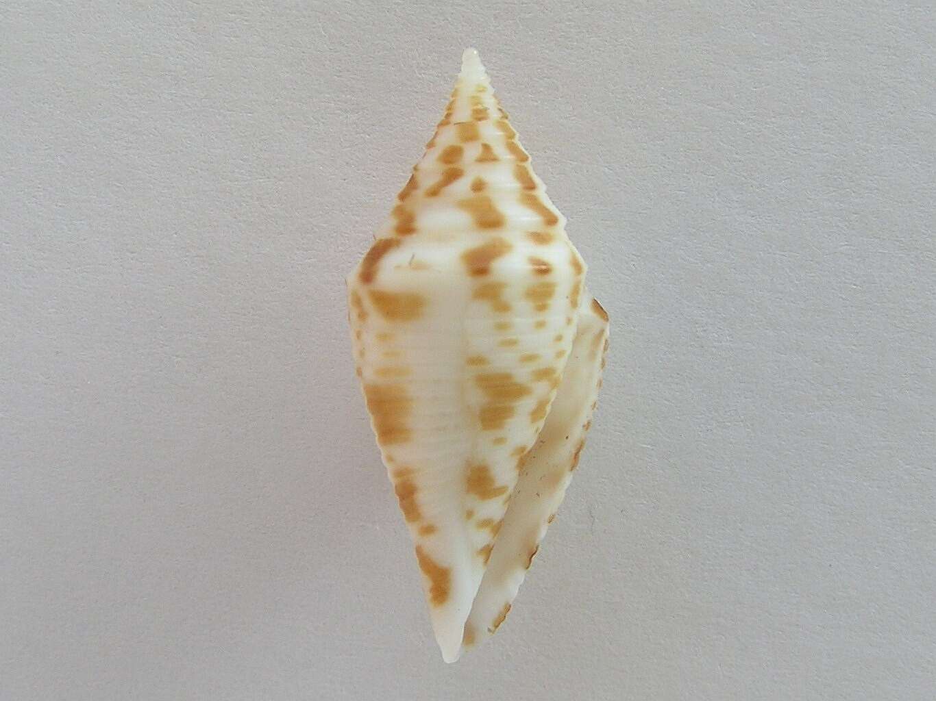 Image de Conus praecellens A. Adams 1854