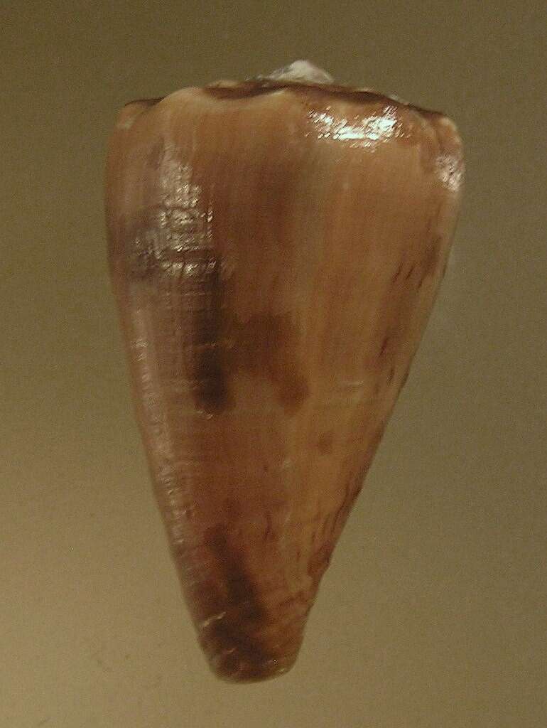 Image de Conus princeps Linnaeus 1758