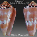 Image de Conus gauguini Richard & B. Salvat 1973